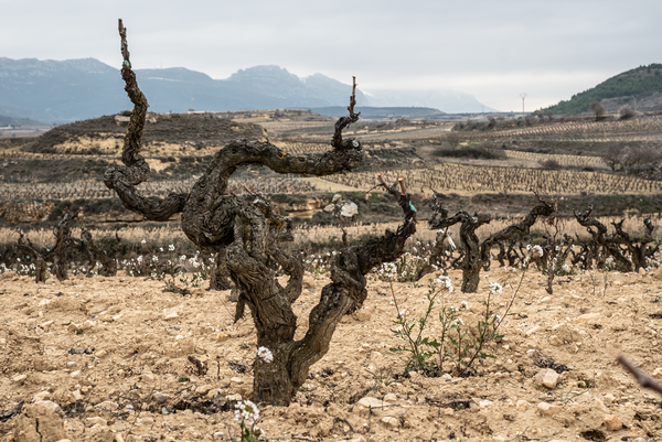 Bodegas Exopto