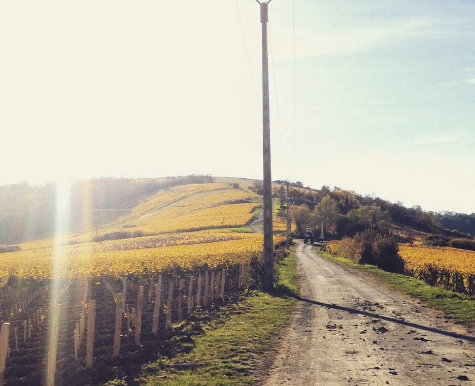 Domaine Gérard Boulay