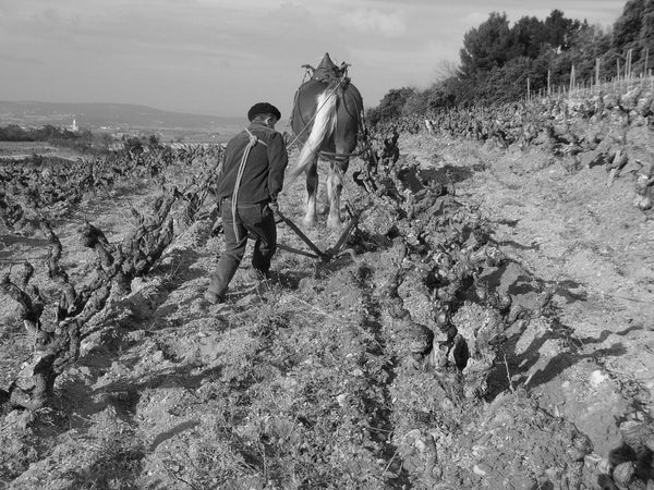 Domaine de l’Oratoire St Martin - Biodynamic Rhône